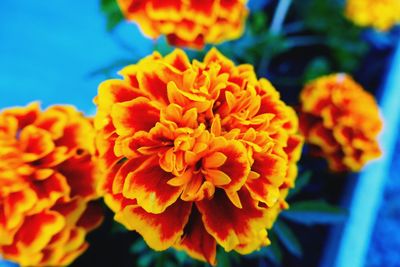 Close-up of orange marigold flower