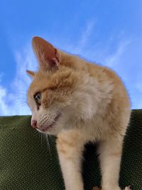 Close-up of a cat looking away