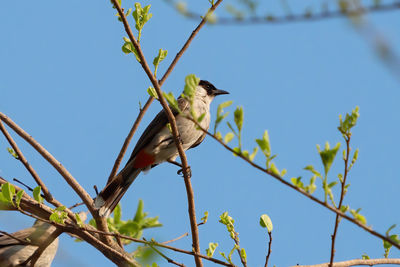 Low angle view of bird perching on tree against sky