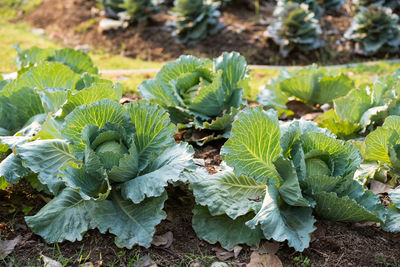 Spring green cabbages in the agriculture field at sunset, thailand. raw vegetable in tropical farm