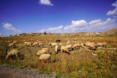 View of sheep on field against sky