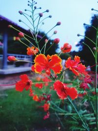 Close-up of red flowering plant