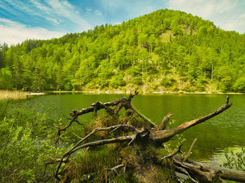 Scenic view of lake against trees in forest