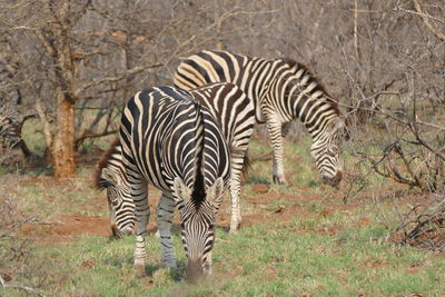 Zebras standing in forest