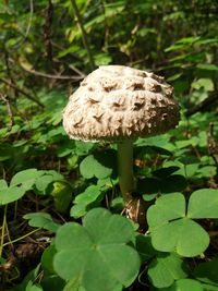Close-up of mushroom growing on field