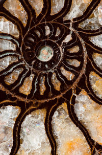 Full frame shot of an animal skull