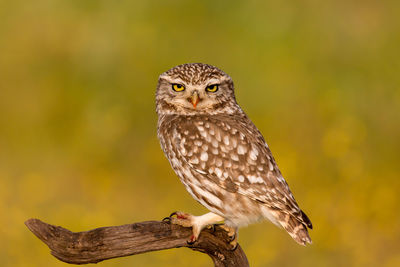 Close-up of owl perching on branch