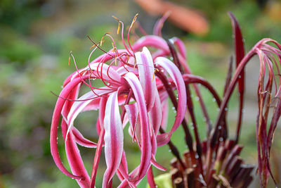 Close-up of flower against blurred background