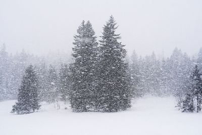 Trees on field during snow fall against sky