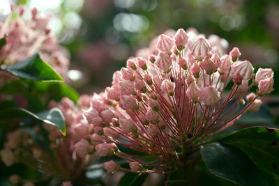 Close-up of pink flowering plant