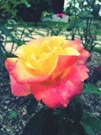 Close-up of yellow flower blooming outdoors