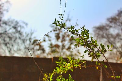Close-up of flowering plant against sky