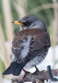 Close-up of bird perching outdoors