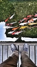 Low section of man standing by fish in lake