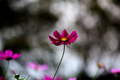 Close-up of pink cosmos flower blooming in garden