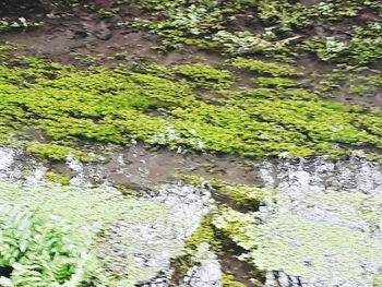 Full frame shot of lake in forest