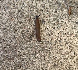 High angle view of butterfly