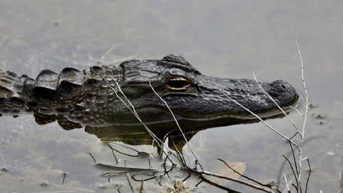 Close-up of crocodile in lake