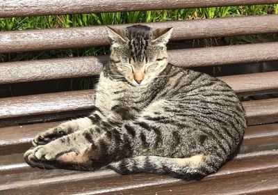 Portrait of cat sitting outdoors