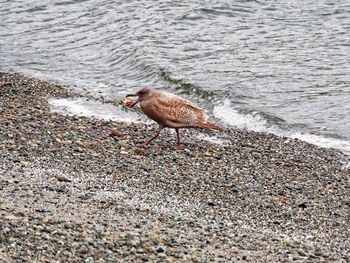 High angle view of bird on shore