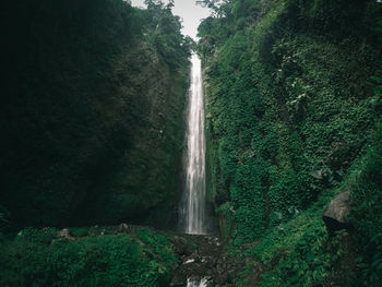 Scenic view of waterfall in forest