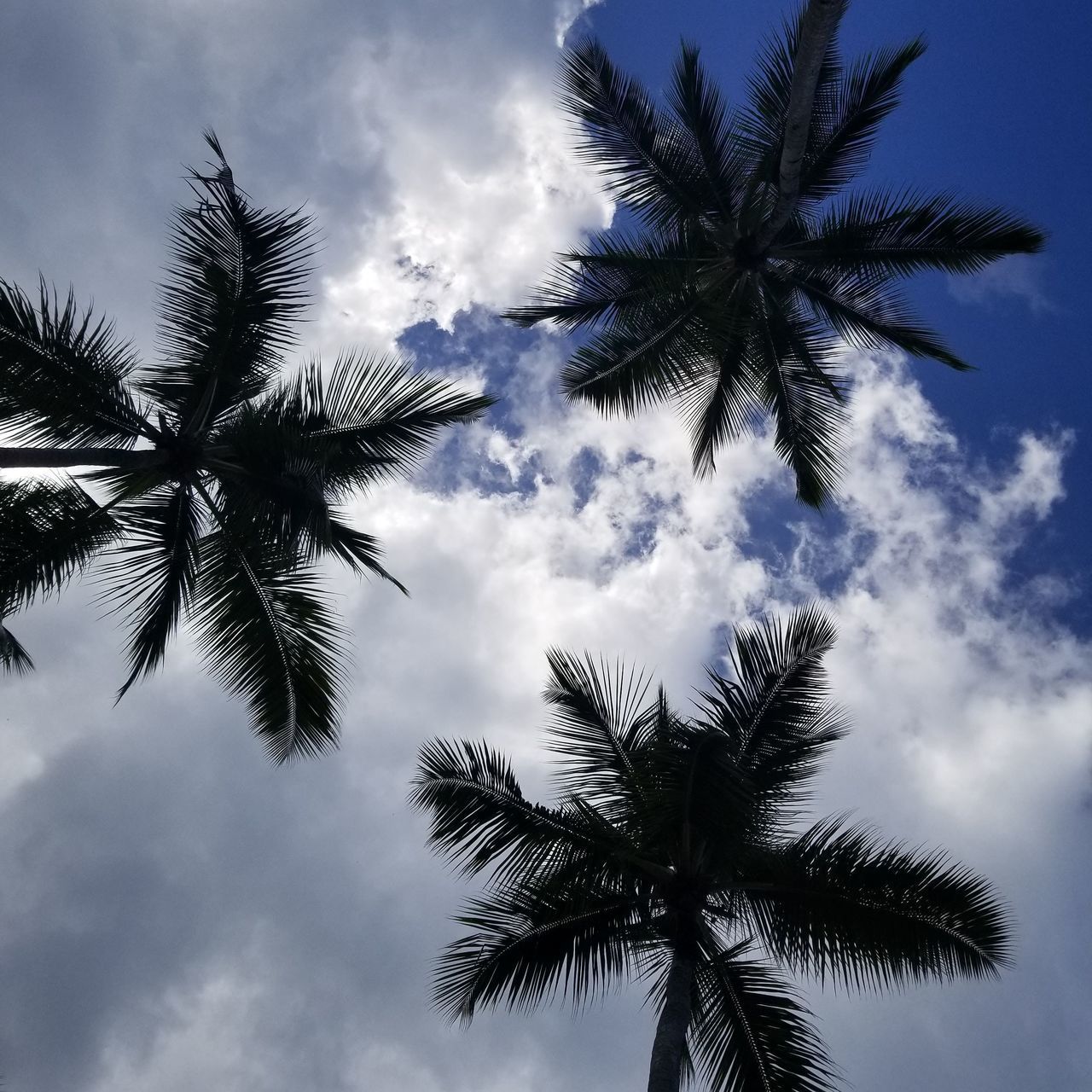 LOW ANGLE VIEW OF SILHOUETTE TREE AGAINST SKY