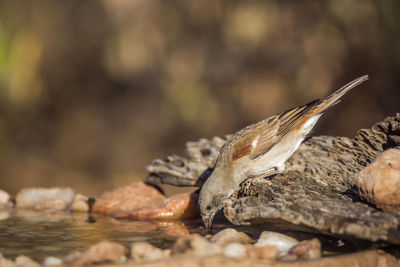 Close-up of crab on rock