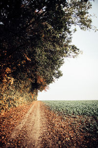 Road amidst trees on field against clear sky