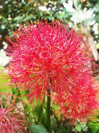 Close-up of red flowering plant