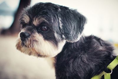 Close-up of dog looking away