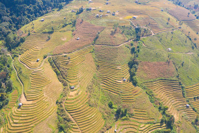 High angle view of rice paddy