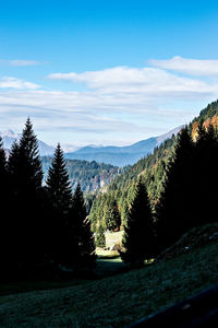 Scenic view of pine trees against sky