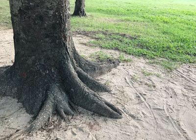 Close-up of tree trunk