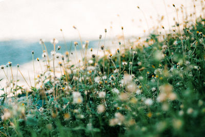 Close-up of plants against sky