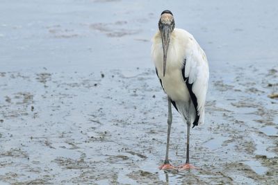 View of a bird on beach