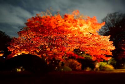 Autumn leaves on tree