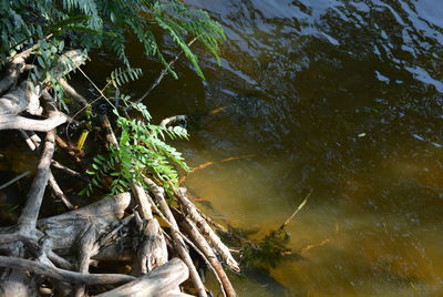 High angle view of fish in lake