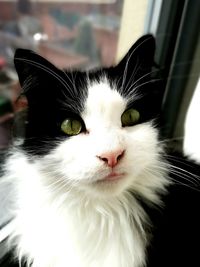 Close-up of black and white cat