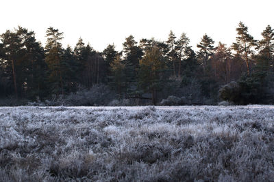 Trees on field against sky during winter