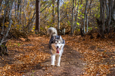 Dog in forest