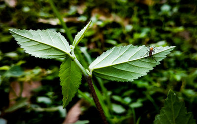 Close-up of plant