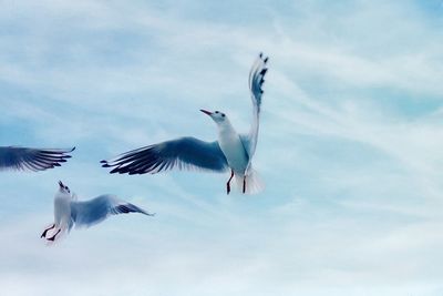 Low angle view of seagulls flying in sky