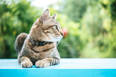 Close-up of cat looking away