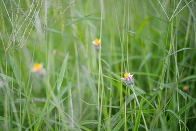 Close-up of housefly on grass in field