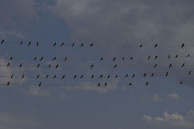 Low angle view of birds flying against sky