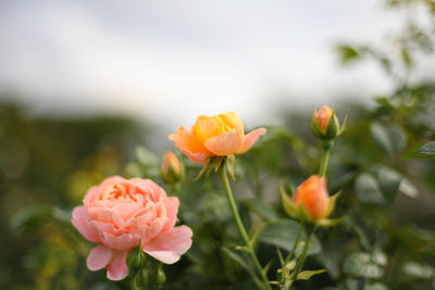 Close-up of rose plant