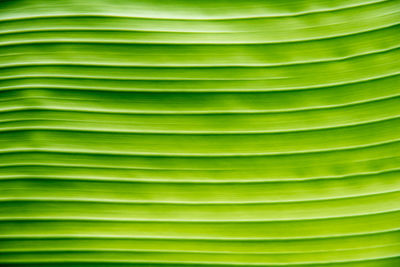 Full frame shot of palm leaf