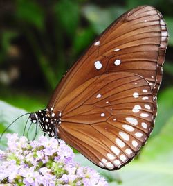 Close-up of butterfly pollinating on flower