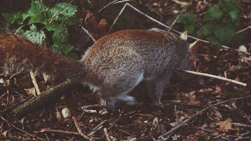 Close-up of bird on field