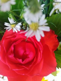 Close-up of red rose blooming outdoors